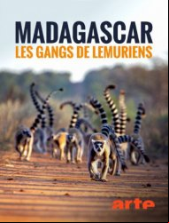 Madagascar : les gangs de lémuriens